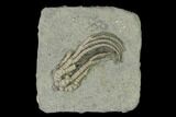 Fossil Crinoid (Hylodecrinus) - Crawfordsville, Indiana #150418-1